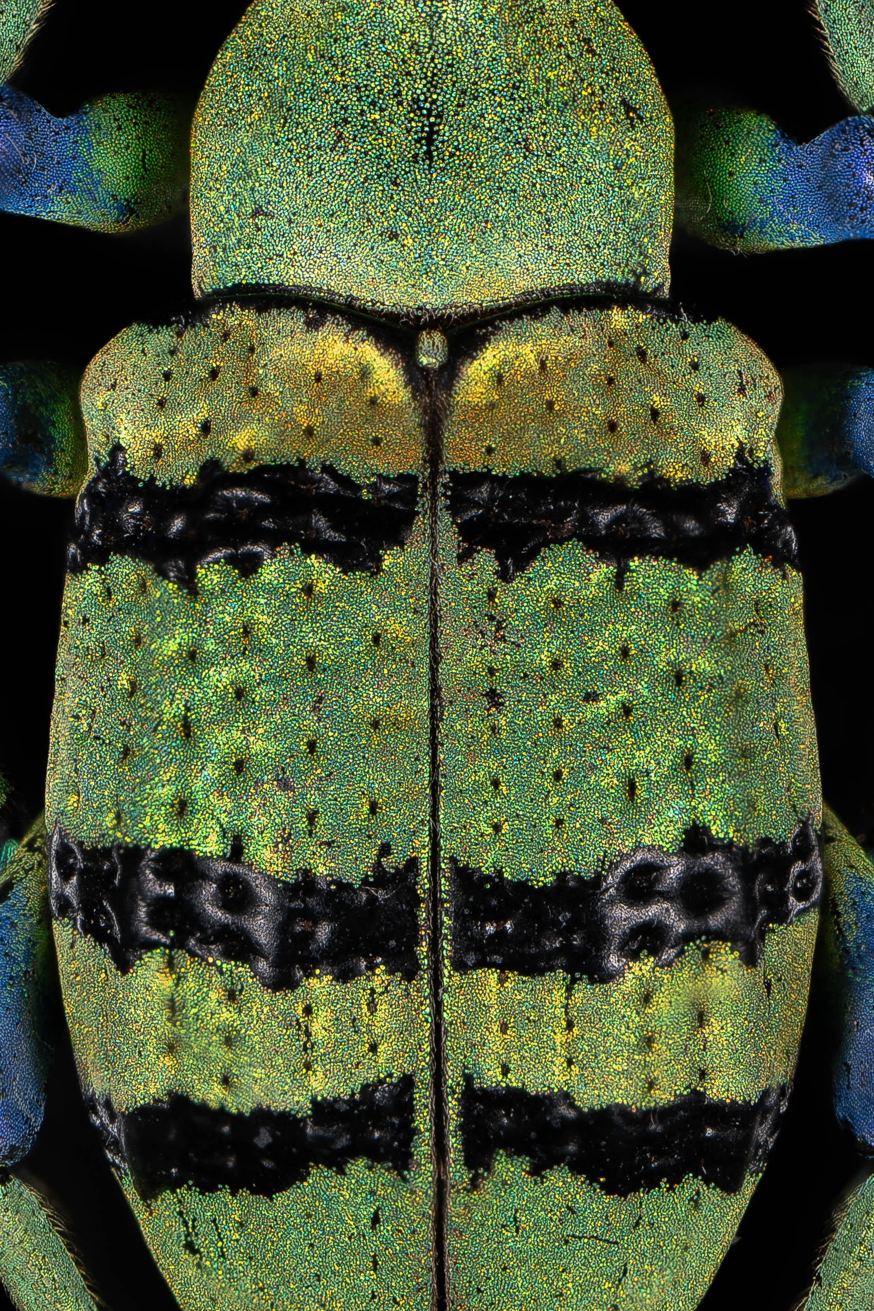 Eupholus beetle 1 — Charlie Krohn Photography