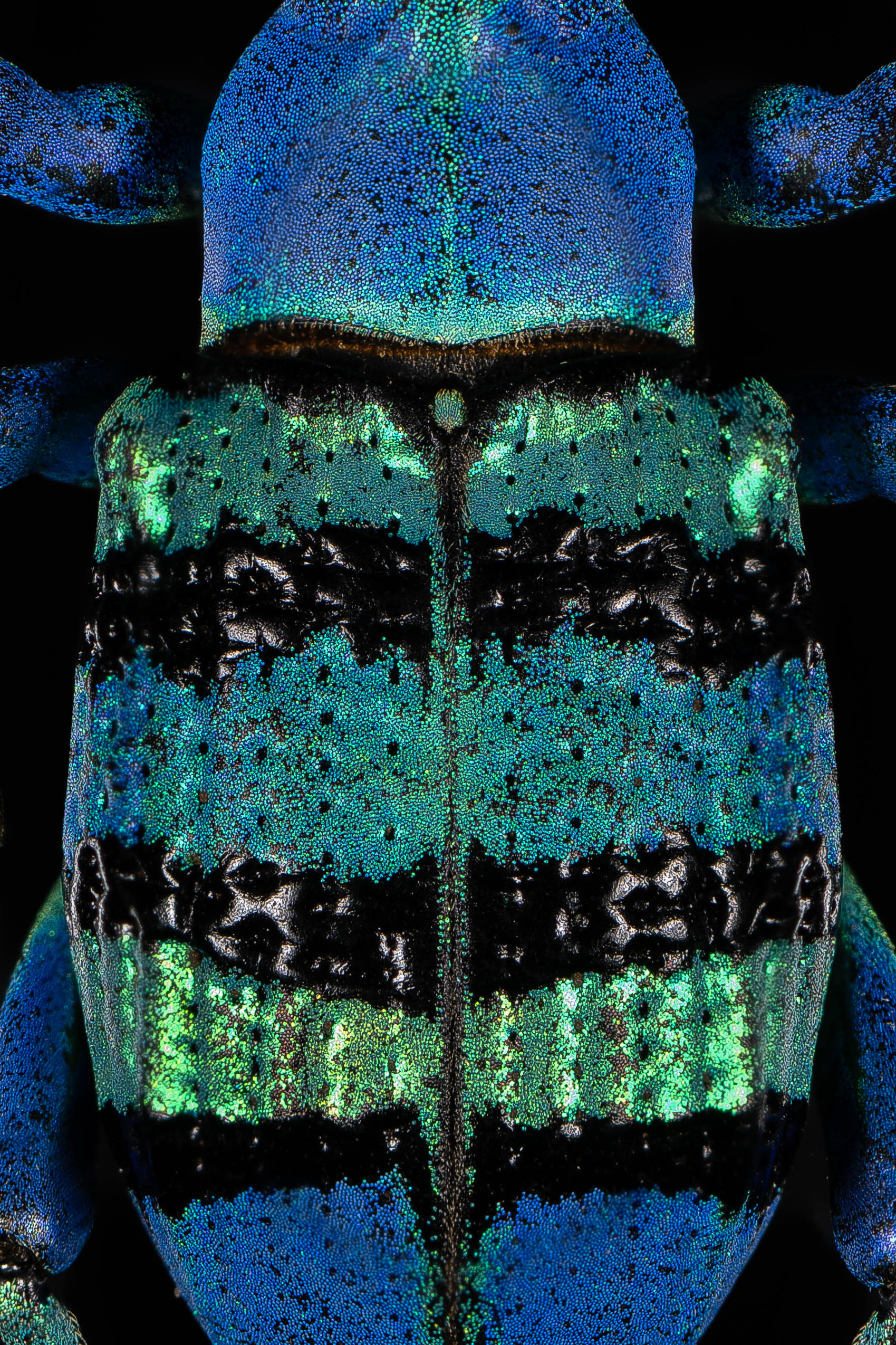 Eupholus beetle 2 — Charlie Krohn Photography