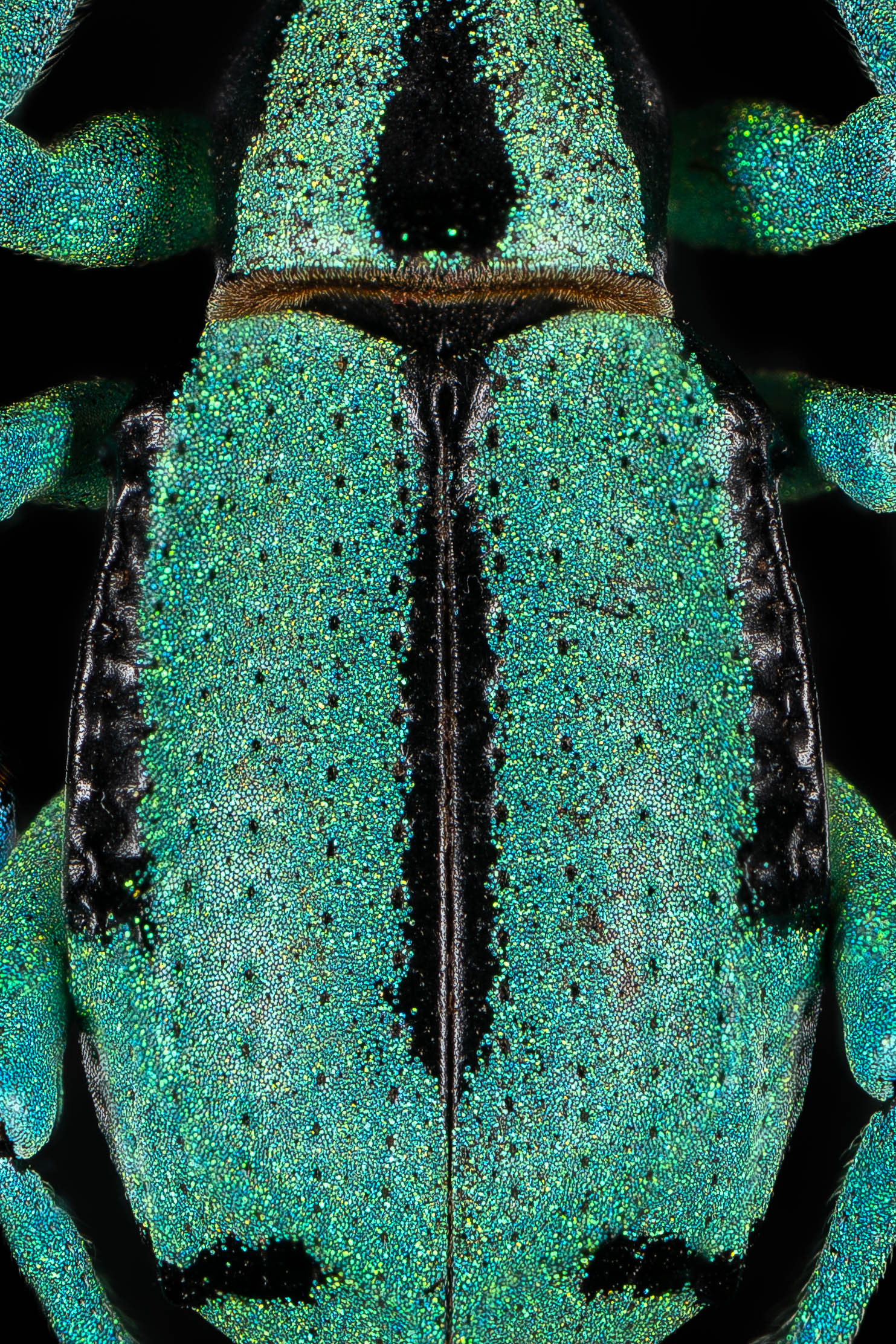 Eupholus beetle 3 — Charlie Krohn Photography
